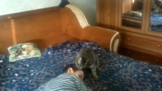 Прикол и кот