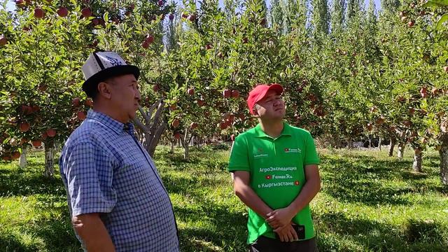 Мындай түшүмдүү АЛМА бакты көрөбөдүм эле || Кичинекей жерден 9 тонна алма алат ~ Өтө пайдалуу кеңеш