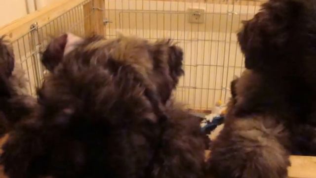 Наши щенки еще подросли