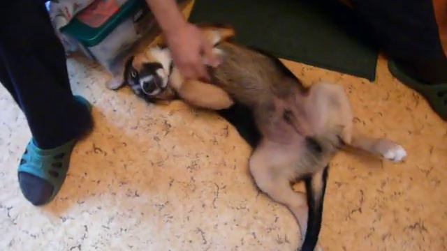 12.06.12 Радуется и млеет кверху пузом