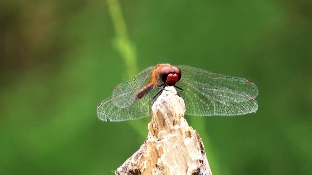 Красивая Восточная музыка до мурашек Эту музыку можно слушать вечно