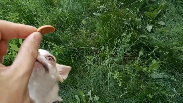 Выпрашивает лакомство для собак Titbit Лакомый кусочек