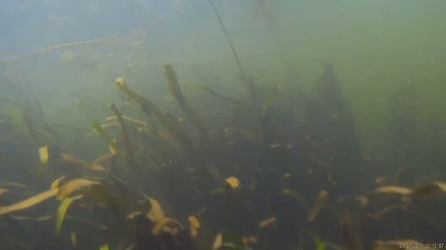 Подводные обитатели реки Сейм