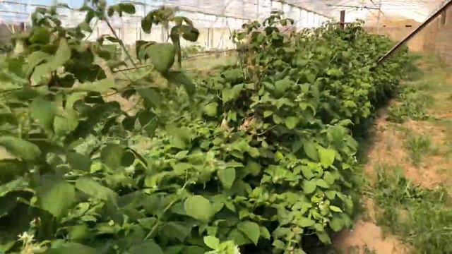 малина зюгана