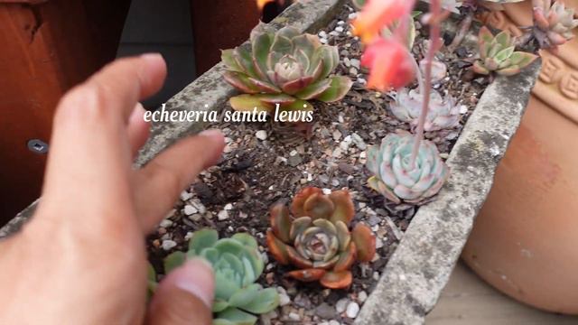 End Of January (mid-Summer) Succulent & Cacti Garden Update/Tour