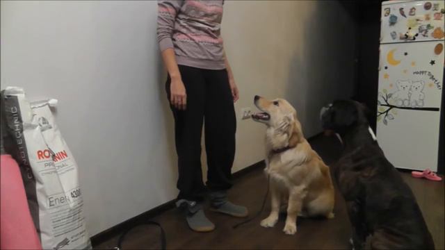 Голден ретривер готовится к тестированию на собаку-терапевта