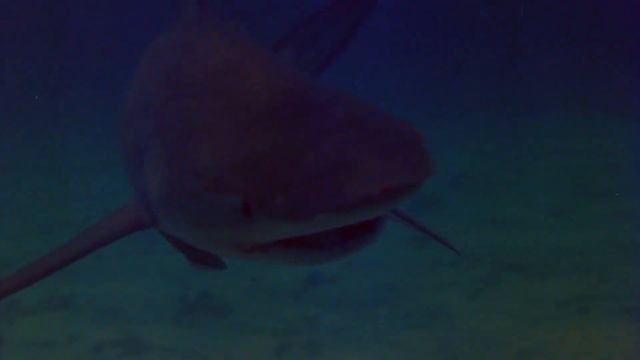 Tintorera: Tiger Shark 1977 - Trailer HD 1080p