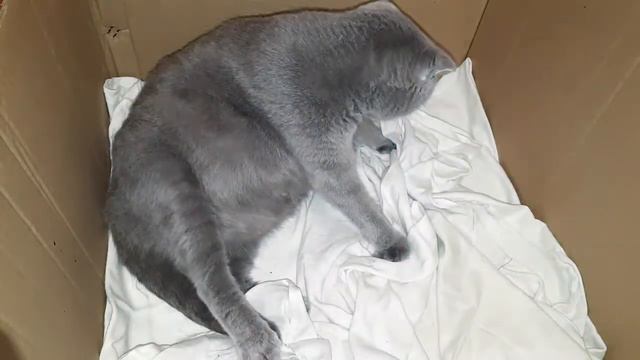 Это  видео о нашей кошички , у неё начинаются роды  Olga Kirchgessner