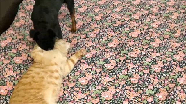 Новости от Лучика. Лучику 9 месяцев