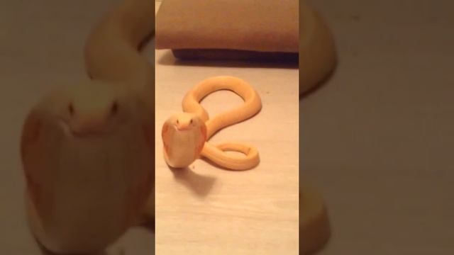 Кобра без желез в стойке