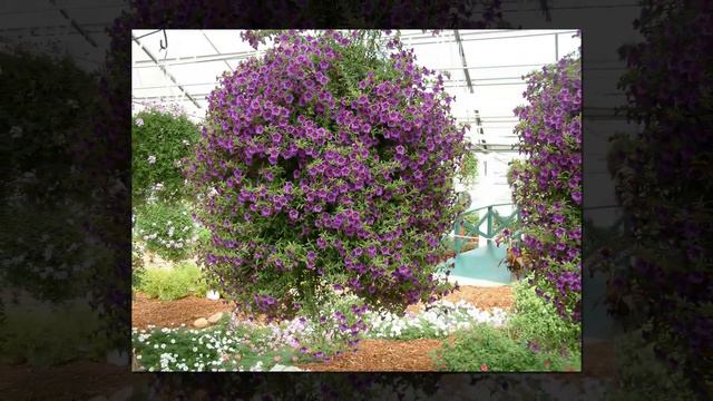 FLOR De PETUNIAS Y Sus MARAVILLOSOS COLORES   DJ KIKITO