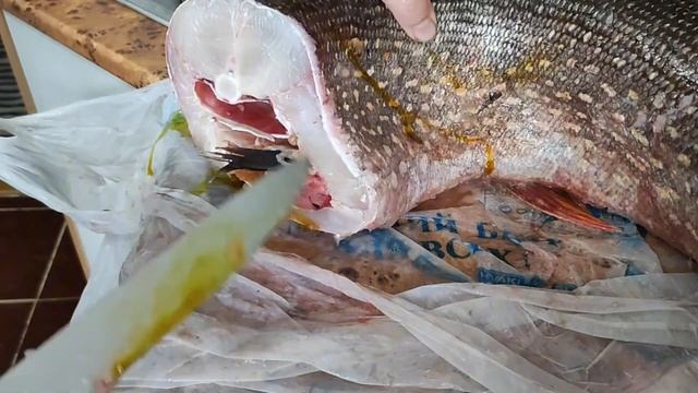 это просто гигант!! #щука #гигант #рыба