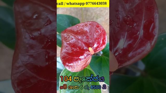 ගින්දර මල් ටික 🤩😍 Beautiful Anthurium | Anthurium Plants  #anthuriumplant   #anthuriumflowers