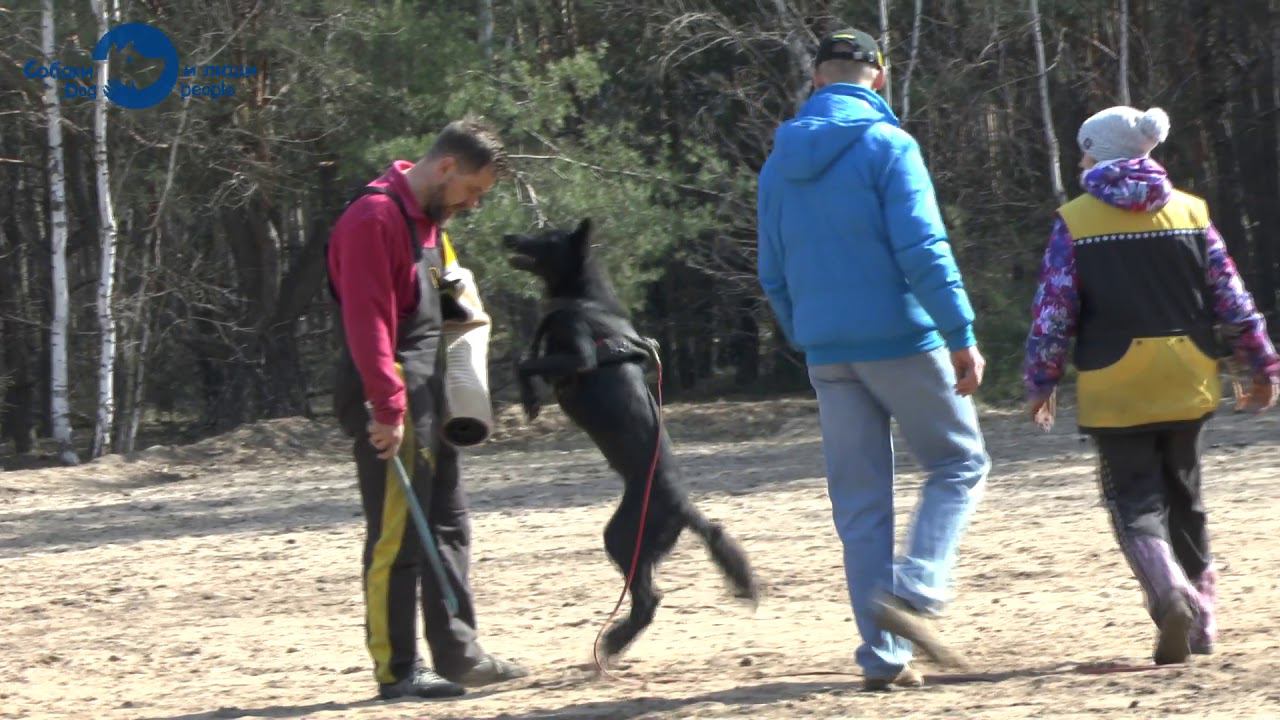Удержание нарушителя облаиванием. Тренировка. (Антон Музалев и его немецкая овчарка)