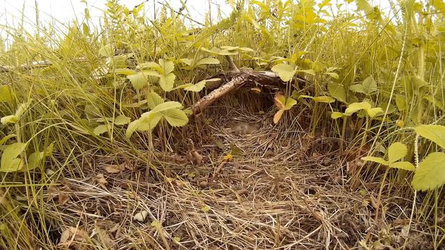 Овсянка садовая №150604 2 у башни 150620 SJ 5