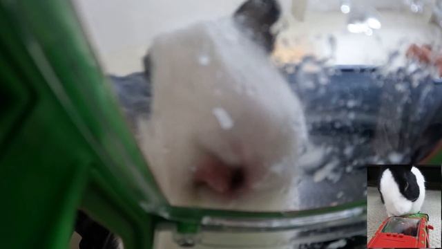 Rabbit T-Rex | My Rabbit Night Time Routine