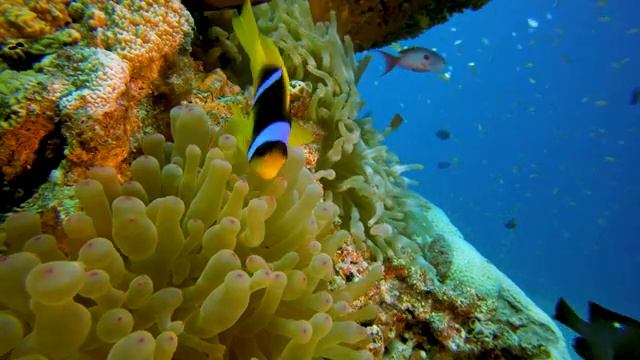 Aquarium 4K VIDEO (ULTRA HD) ? Sea Animals For Relaxation, Beautiful Coral Reef Fish In Aquarium