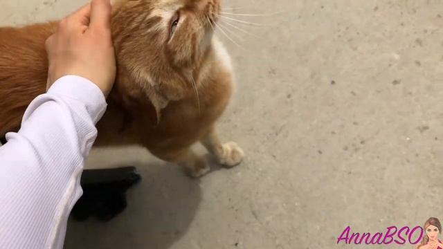 День в Турции/испортила футболку МУЖА турка/мой двор в Турции/животные в Турции/кокосовая ПП паста