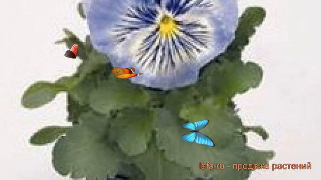 Виола крупноцветковая Лайт Блю 🌿 виола Лайт Блю обзор: как сажать семена виолы Лайт Блю
