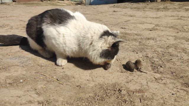 Нашли гнездо крыс. Отдали коту. НЕ ДЛЯ СЛАБОНЕРВНЫХ!