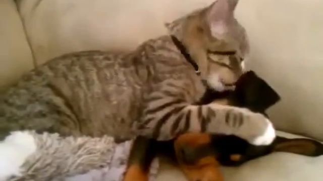 360 Котейка целый день ждал своего друга из больницы
