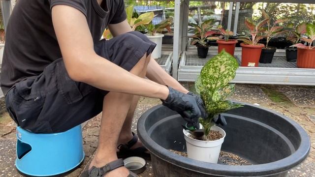 Repotting My Aglaonema Ruby