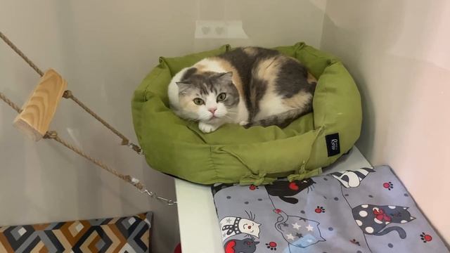 КОТИКИ И КОШЕЧКИ ГОСТИНИЦА ДЛЯ КОШЕК КАНИКУЛЫ БОНИФАЦИЯ ?