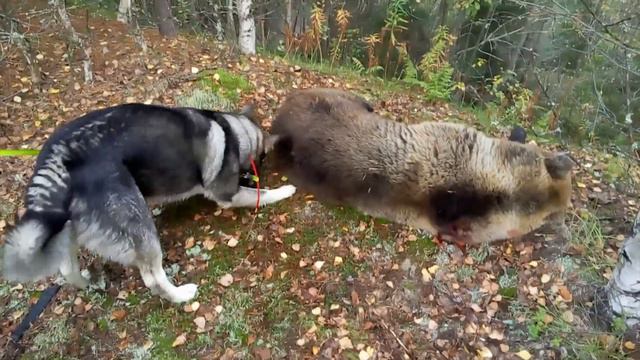 Охота на медведя с лайками BEAR HUNTING