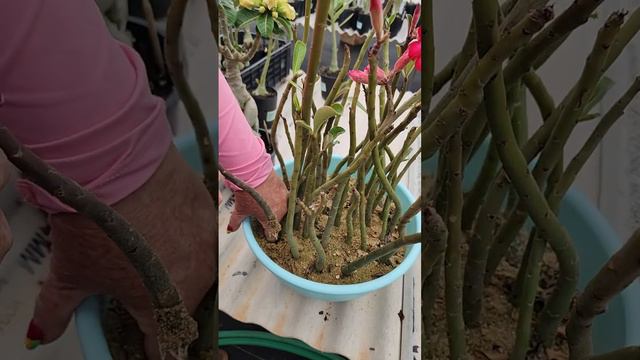 E ESTAS RAÍZES? COISA MAIS LINDA