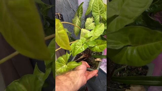 Рубрика эксперименты!