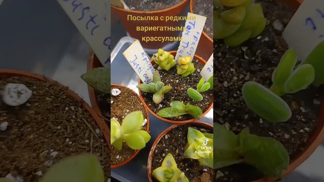 Редкие вариегатные красулы.