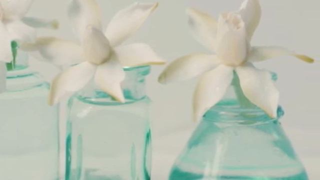 NIKOS IGNATIADIS - GARDENIA