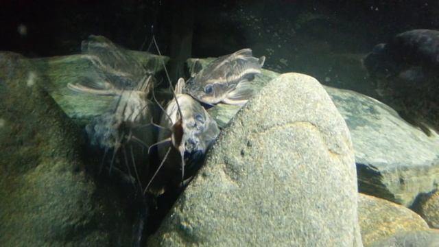 Новая рыба. Полосатые платидорасы (Platydoras Costatus). New Fishes. Raphael Catfishes. (04.10.2016