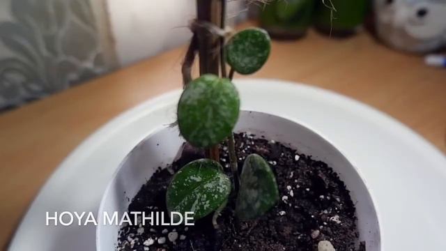 My HOYA COLLECTION PART 1 / NAGALAND/ INDIAN GARDENER