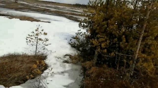 Весенняя охота на гуся  Нашел старый сруб