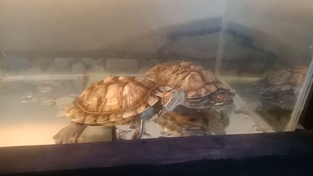 фильтрация воды в аквариуме для красноухих черепах