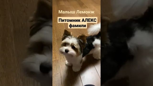 всем привет. Биверы...красивые и умные..Заходите Www.biewer-biewer.ru