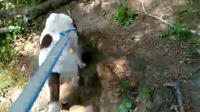 Как отучить собаку грызть поводок