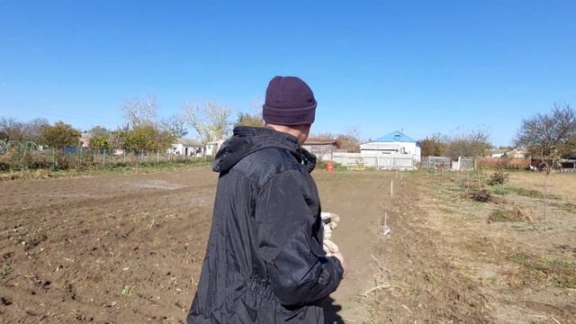 Наши куры занеслись. Саженцы для друзей.