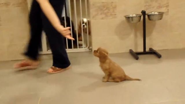 Женьшень 7,5 нед.