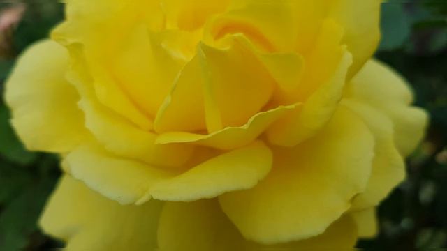 Most Amazing Yellow Flowers Compilation 🌺💗❤