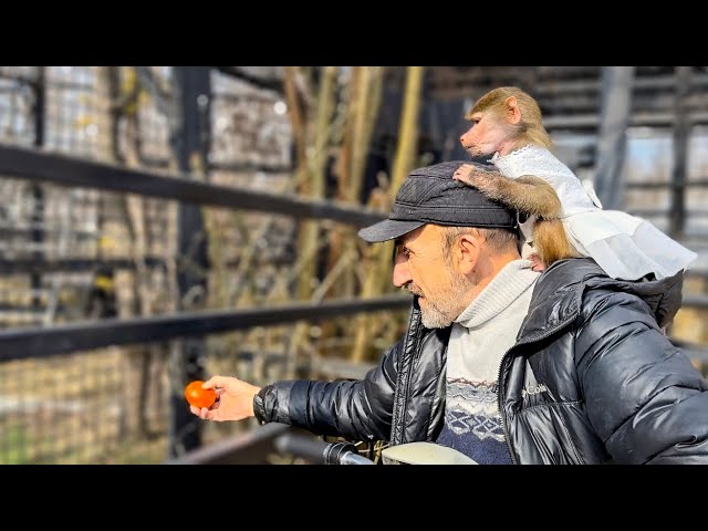 Шимпанзе Филя и Марик просто ОБСМЕЯЛИ Люську-невесту!