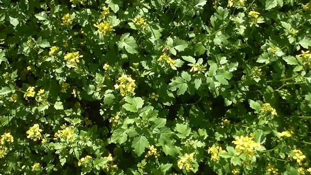 Так цветет горчица.So Blooming Mustard.