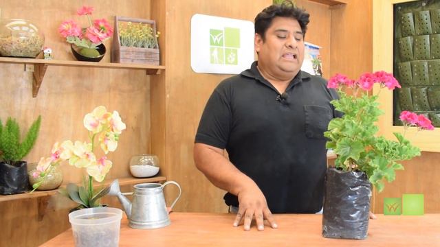 Pelargonium Sidoides Para Que Sirve