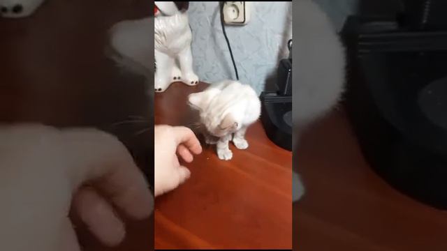 девочка  4 снежного окраса