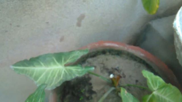 How To Grow Arrow Head Or Syngonium Plant From Cutting Easy Method With Arial RootsIn Urdu And Hind