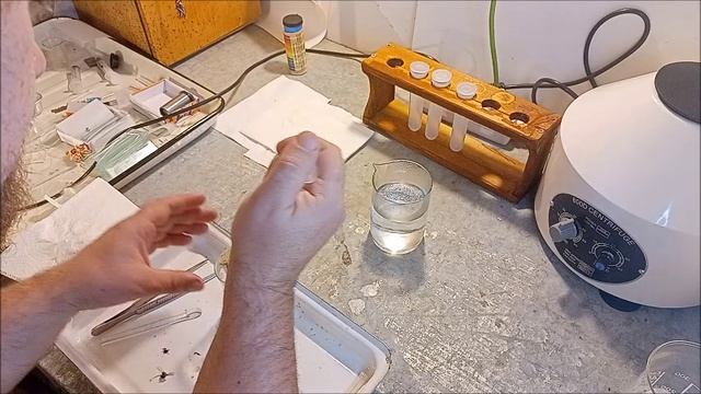 Проверяю пчел на наличие нозематоза