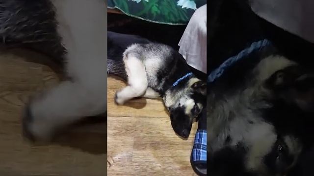 щенок вео 7 месяцев