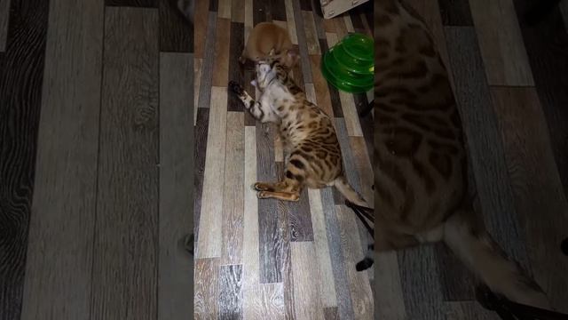 Смешное видео с питомцами 