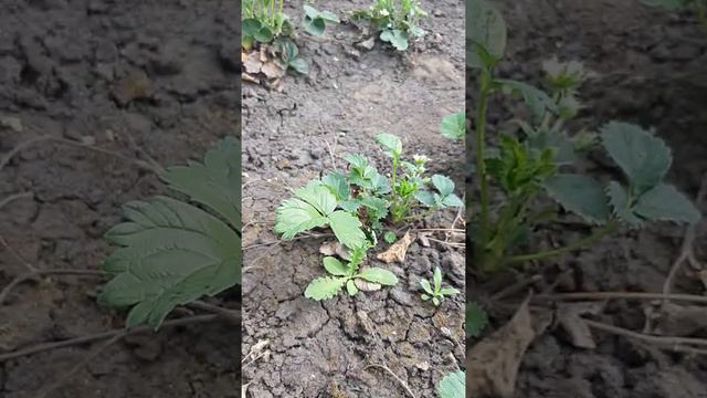 На клубнике гусениц. Борьба за урожай.